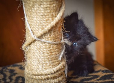 Kabarık safkan bir kedi yavrusu portresi