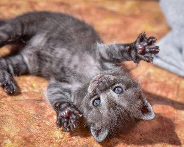 Kabarık safkan bir kedi yavrusu portresi