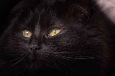 Kabarık bir safkan kedi portresi