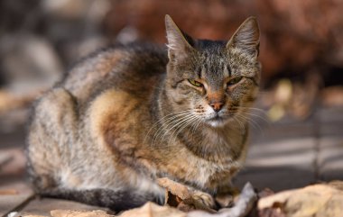 Kabarık bir safkan kedi portresi