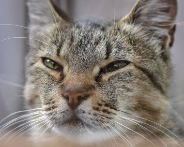 Kabarık bir safkan kedi portresi