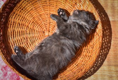 Kabarık safkan bir kedi yavrusu portresi