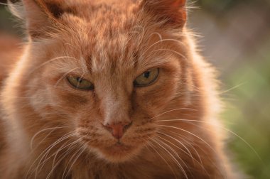 Kabarık bir safkan kedi portresi