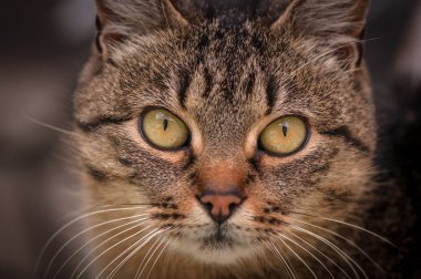 Kabarık bir safkan kedi portresi