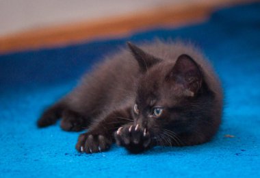 Kabarık safkan bir kedi yavrusu portresi