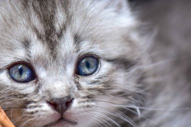 Kabarık safkan bir kedi yavrusu portresi