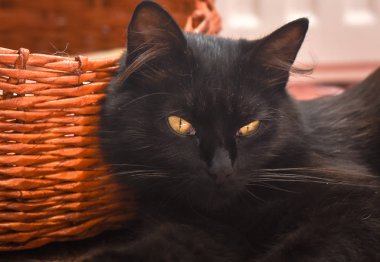 Kabarık bir safkan kedi portresi