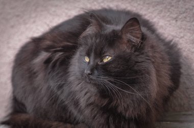 Kabarık bir safkan kedi portresi