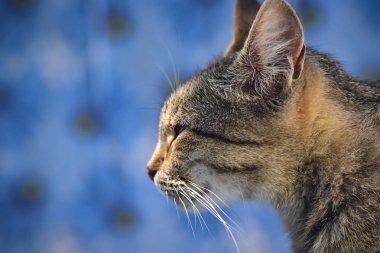 Kabarık bir safkan kedi portresi