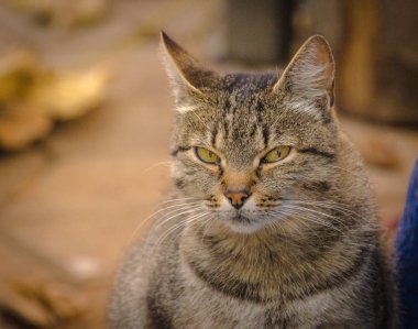 Kabarık bir safkan kedi portresi