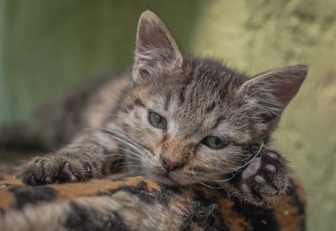 Kabarık safkan bir kedi yavrusu portresi