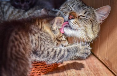 Kabarık bir safkan kedi portresi
