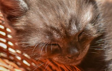 Kabarık safkan bir kedi yavrusu portresi