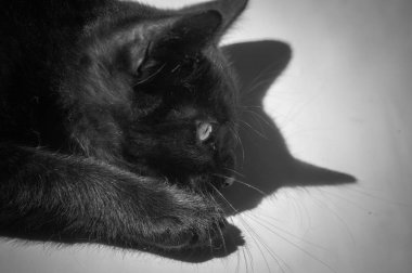 Kabarık safkan bir kedi yavrusu portresi