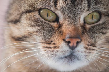 Kabarık bir safkan kedi portresi