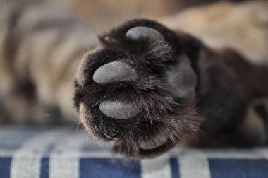 Kabarık bir safkan kedi portresi