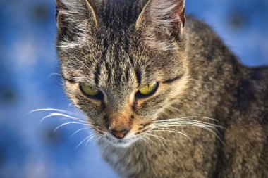 Kabarık bir safkan kedi portresi