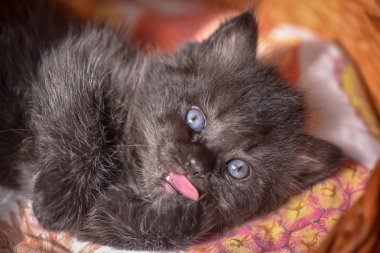 Kabarık safkan bir kedi yavrusu portresi