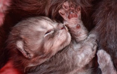 Kabarık safkan bir kedi yavrusu portresi