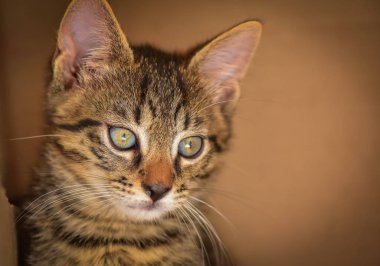 Kabarık safkan bir kedi yavrusu portresi