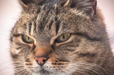 Kabarık bir safkan kedi portresi