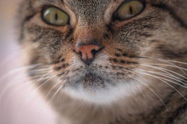 Kabarık bir safkan kedi portresi