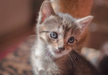 Kabarık safkan bir kedi yavrusu portresi