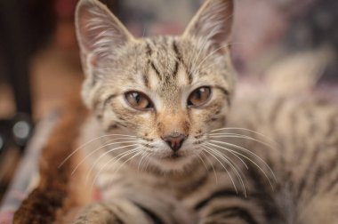 Kabarık safkan bir kedi yavrusu portresi