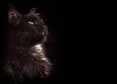 Kabarık safkan bir kedi yavrusu portresi