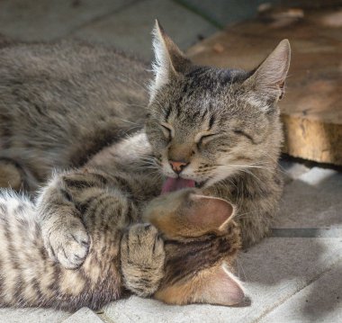 Kabarık bir safkan kedi portresi