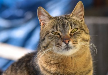 Kabarık bir safkan kedi portresi