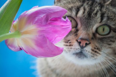 Kabarık bir safkan kedi portresi