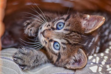 Kabarık safkan bir kedi yavrusu portresi