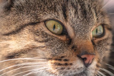 Kabarık bir safkan kedi portresi