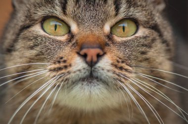 Kabarık bir safkan kedi portresi