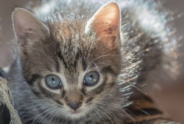 Kabarık safkan bir kedi yavrusu portresi