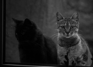 Kabarık bir safkan kedi portresi