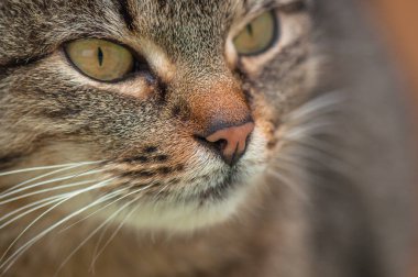 Kabarık bir safkan kedi portresi