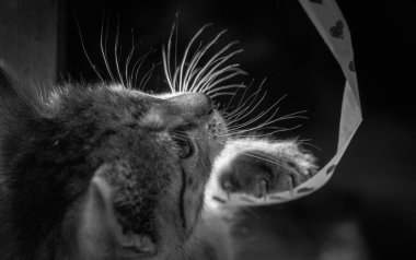 Kabarık safkan bir kedi yavrusu portresi