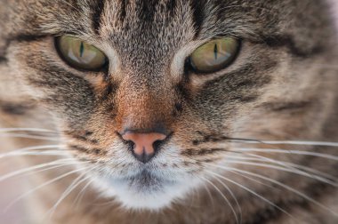 Kabarık bir safkan kedi portresi