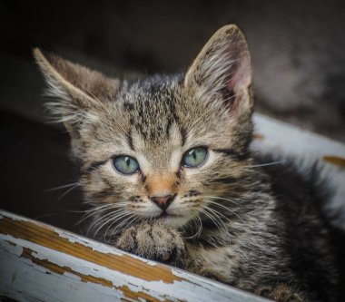 Kabarık safkan bir kedi yavrusu portresi