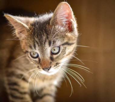 Kabarık safkan bir kedi yavrusu portresi