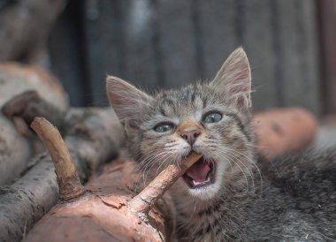 Kabarık safkan bir kedi yavrusu portresi