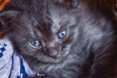 Kabarık safkan bir kedi yavrusu portresi