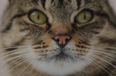 Kabarık bir safkan kedi portresi