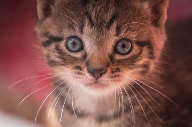 Kabarık safkan bir kedi yavrusu portresi