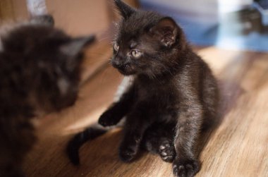 Kabarık safkan bir kedi yavrusu portresi