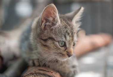 Kabarık safkan bir kedi yavrusu portresi