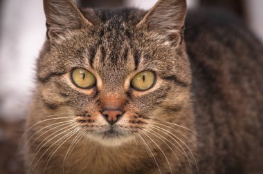 Kabarık bir safkan kedi portresi