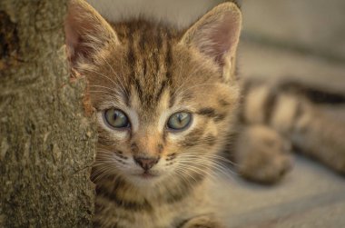 Kabarık safkan bir kedi yavrusu portresi
